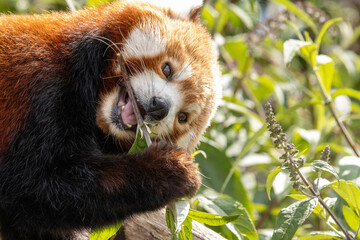 Red Panda