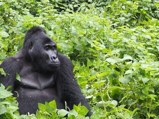 Pensive Gorilla