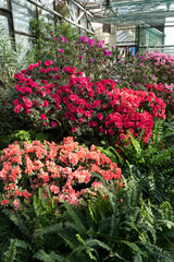 Fototapeta premium Azalea bud flower. Rhododendron plant in garden. Floral background. Multicolor bush growing.