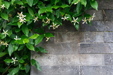 small white flowers ivy on the wall