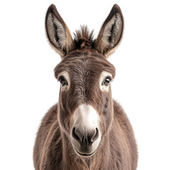 Fototapeta premium donkey's face showcasing its expressive features and large ears against a white background. animal's friendly demeanor and detailed fur texture
