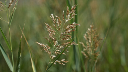 Delicate grass with green stems and brownish seeds in outdoor field in murcia spain showcasing natural simplicity and serene environment under clear sky.