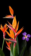  A Bold Set of Tropical Flowers with Bright Orange, Red, and Purple Petals