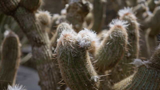 Close-up of espostoa lanata cacti covered with white tufts in daylight at the cactus garden in lanzarote, canary islands, showcasing their unique hairy texture.