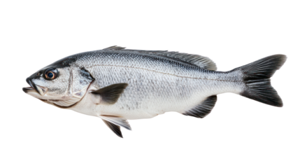 Whole fresh fish on a white isolated background, ideal for culinary presentations.