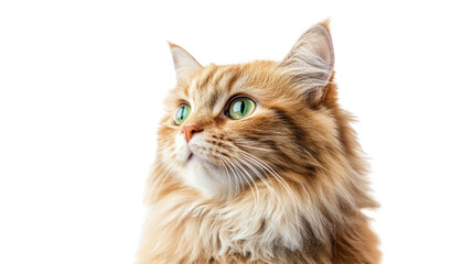 Fototapeta premium A majestic golden cat with striking green eyes, posing gracefully against a white isolated background.