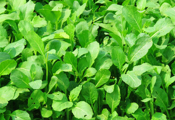 Spinach leaves (Spinacia oleracea) in a lush green background. A nutrient-rich leafy green, spinach is widely used in salads, smoothies, and various culinary dishes for its health benefits and vibrant
