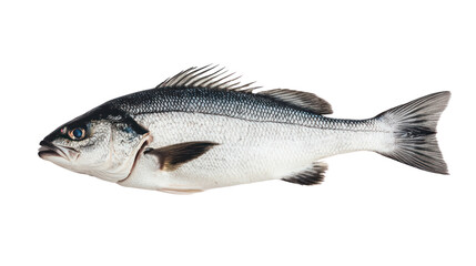 Fototapeta premium Fresh fish on a white isolated background, perfect for culinary presentations.