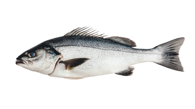 Fresh fish on a white isolated background, perfect for culinary presentations.