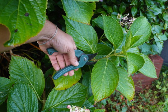 Gardener pruning hydrangea stem with secateurs in garden