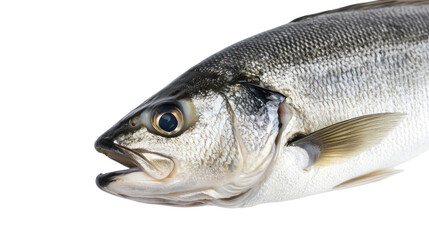 Fototapeta premium Fresh fish with gleaming scales and sharp features, isolated on white background for culinary use.