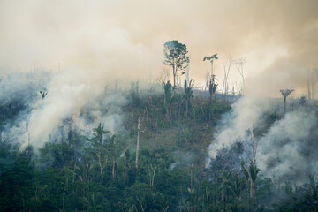 Large forest fire to open area for agriculture and cattle ranching in the Amazon rainforest. Concept of deforestation, environment, nature, global warming, climate change, conservation, ecology.
