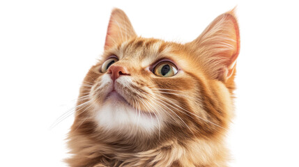 Obraz premium A majestic orange cat with bright eyes gazes upward against a white background.