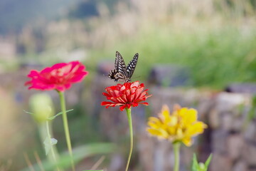Butterfly on Vibrant Flowers in Gokseong County
