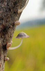 Macro photo of white fungus.