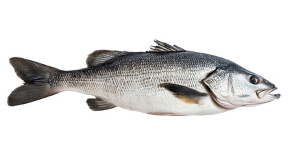 Fototapeta premium Fresh fish on a white isolated background, showcasing its natural texture and vibrant colors.