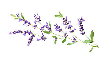 Beautiful lavender flower branch with delicate purple blooms and green leaves, isolated on a white background.