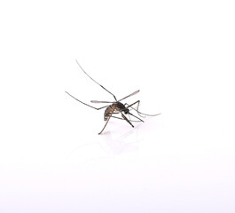 Aedes mosquito isolated on white background