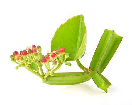Cissus quadrangularis L. , pirandai or veldt grape on white background. Herb for Hemorrhoids.