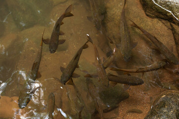 Mahseer barb gang in nature were swimming in the waterfall pool