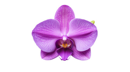 Obraz premium Beautiful purple orchid flower with intricate petals and vibrant color, isolated on a white background.