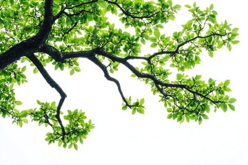 Lush green tree branch isolated on white.