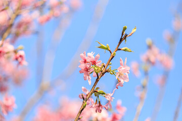Blooming Pink Cherry (Sakura) Blossoms Against a Clear Blue Sky