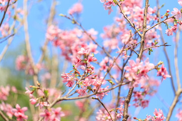Blooming Pink Cherry (Sakura) Blossoms Against a Clear Blue Sky
