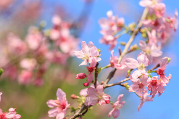 Blooming Pink Cherry (Sakura) Blossoms Against a Clear Blue Sky
