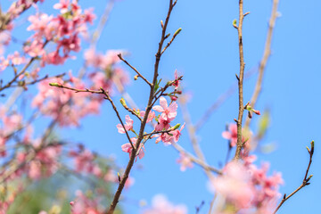 Blooming Pink Cherry (Sakura) Blossoms Against a Clear Blue Sky