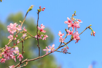 Blooming Pink Cherry (Sakura) Blossoms Against a Clear Blue Sky