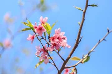 Blooming Pink Cherry (Sakura) Blossoms Against a Clear Blue Sky