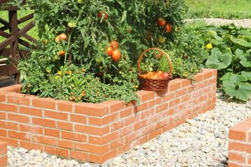 A modern vegetable garden with raised bricks beds. Tomatoes growing in bed