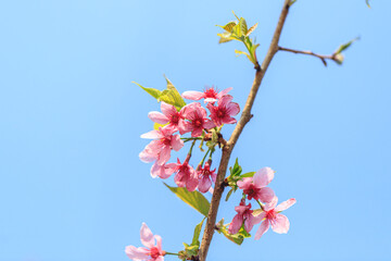 Obraz premium Blooming Pink Cherry (Sakura) Blossoms Against a Clear Blue Sky