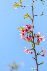 Blooming Pink Cherry (Sakura) Blossoms Against a Clear Blue Sky