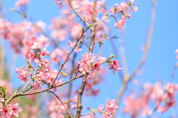 Blooming Pink Cherry (Sakura) Blossoms Against a Clear Blue Sky
