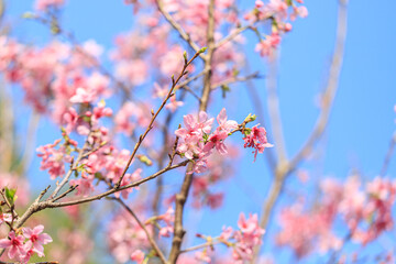 Blooming Pink Cherry (Sakura) Blossoms Against a Clear Blue Sky