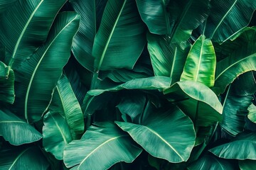 tropical banana leaf texture, large palm foliage nature dark green background