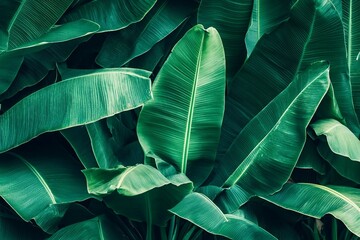 tropical banana leaf texture, large palm foliage nature dark green background
