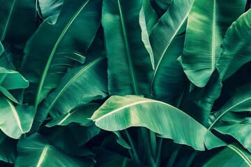tropical banana leaf texture, large palm foliage nature dark green background