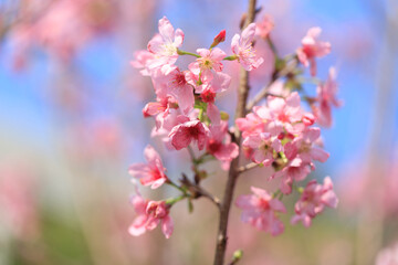 Fototapeta premium Blooming Pink Cherry (Sakura) Blossoms Against a Clear Blue Sky
