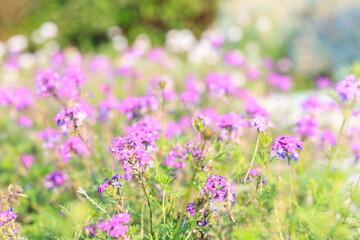 Purple Verbena Flowers in a Sunlit Wildflower Meadow