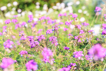 Purple Verbena Flowers in a Sunlit Wildflower Meadow
