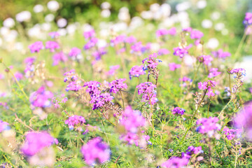 Fototapeta premium Purple Verbena Flowers in a Sunlit Wildflower Meadow