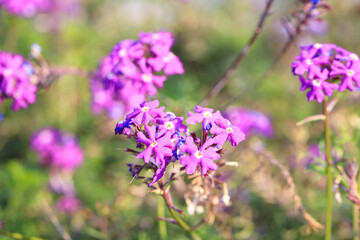 Purple Verbena Flowers in a Sunlit Wildflower Meadow