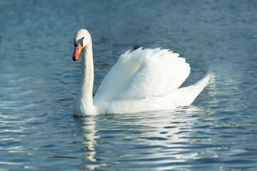 One mute swans ,Cygnus olor, swimming on a river in spring. Background for designers and interiors.