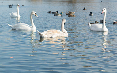 A group of mute swans ,Cygnus olor, swimming on a river in spring. Background for designers and interiors.