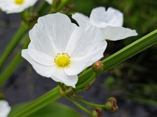 Obraz premium White flowers with yellow stamens. Petals are very thin, resembling paper.