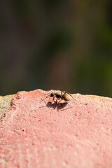 Fototapeta premium a black ant over a red brick wall