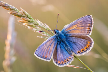 Majestic Butterfly Perched Delicately on Grass Stem in Soft Natural Light at Sunset
